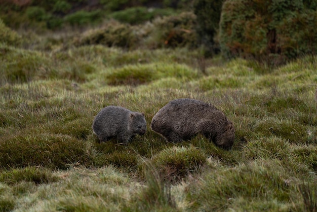 Two wombats in the field of Cradle Valley in Tasmania Australia