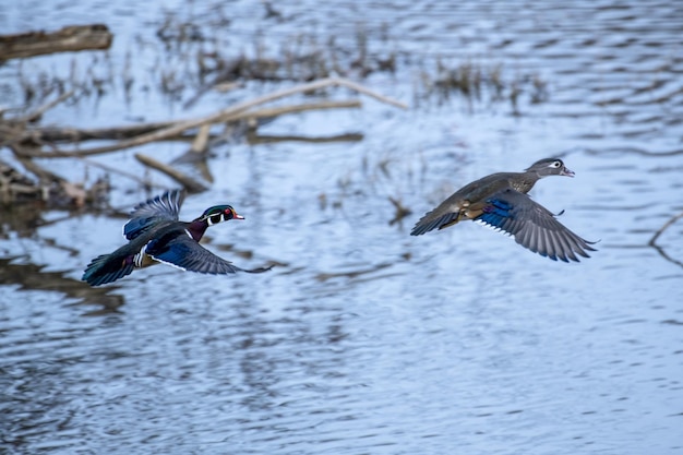 Two wood ducks flying over a pond