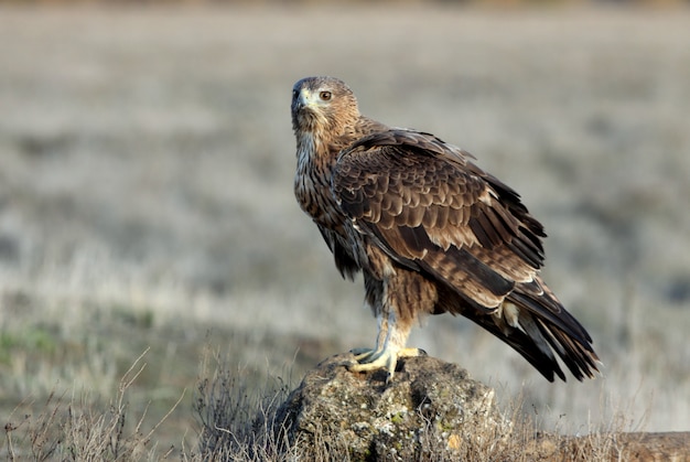 Two years old female of Bonelli's Eagle