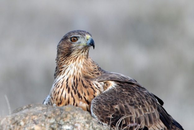 Two years old female of Bonelli's Eagle