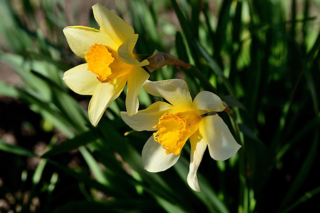 Two yellow daffodil flowers macro