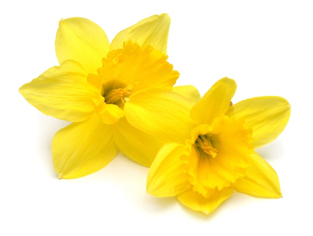 Two yellow daffodils flowers isolated on white background Flat lay top view