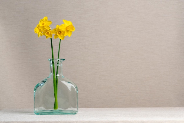 Two yellow daffodils in a glass vase bottle on a gray background Spring still life