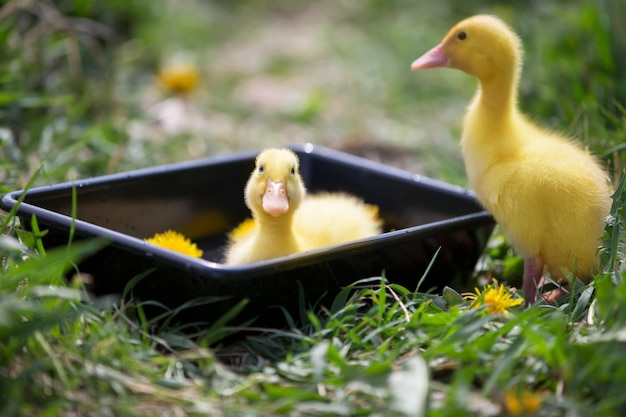 Two yellow ducklings on a background of green grass