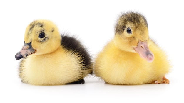 Two yellow ducklings