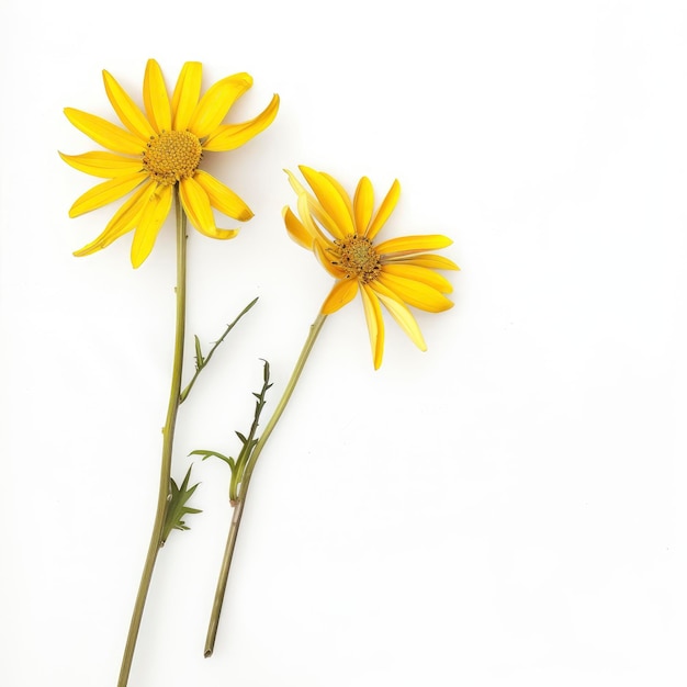 Two Yellow Flowers Stand Gracefully Isolated On The Left Side Of The Picture