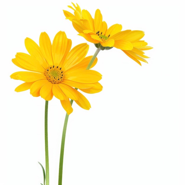 Two Yellow Flowers Stand Gracefully Isolated On The Left Side Of The Picture