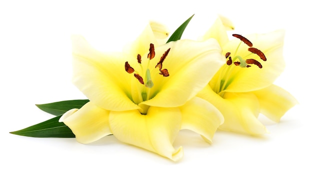 Two yellow lilies