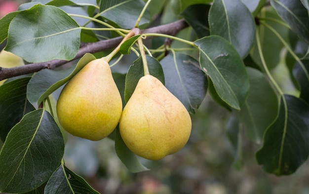 Two yellow pears on a green tree branch