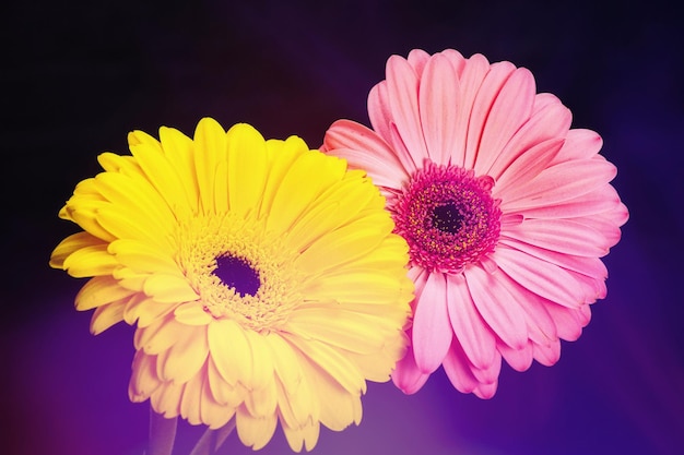 Two yellow and pink gerberas on a black background. with flare