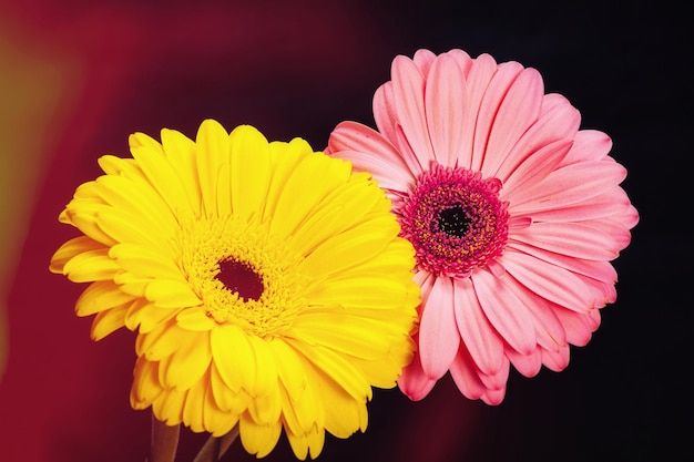 Two yellow and pink gerberas on a black background. with flare