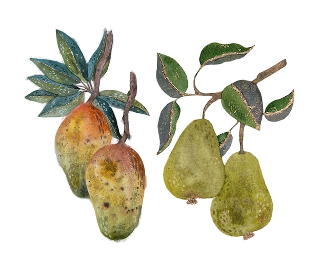 Two yellowgreen pears and redyellow mangoes on branches with foliage watercolor isolated objects