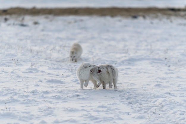 Two young arctic foxes playing in wilde tundra in winter time.