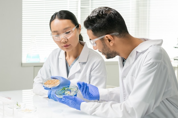 Two young intercultural researchers in gloves, protective eyeglasses and whitecoats discussing characteristics of wheat grains and sprouts