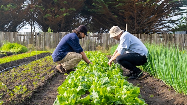 Two young latin men working together in a vegetable garden doing healthy vegetable maintenance