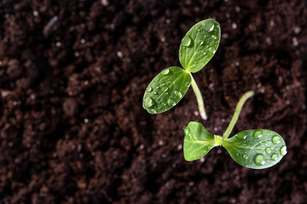 Two young sprouts grow from the soil with drops on the leaves. Top view.