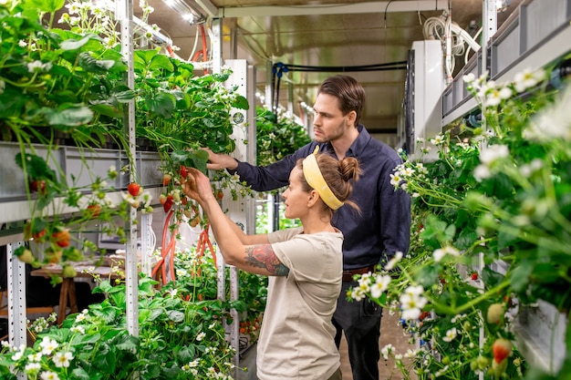 Two young vertical farm workers discussing characteristics of new sort of strawberry while standing in aisle by one of long shelves