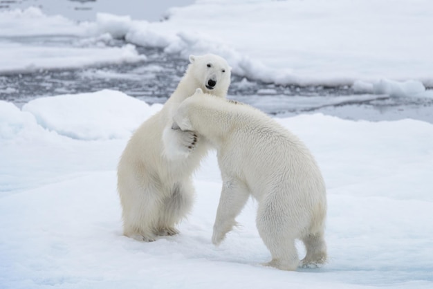 Two young wild polar bears playing on pack ice in Arctic sea