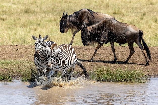 Photo two zebras at a waterhole in the masai mara kenya whilst two whitebearded wildebeest walk behind