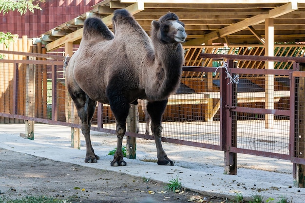 Twohumped camel closeup