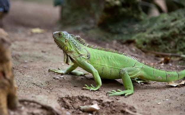 Type of lizard. Iguana. Side view