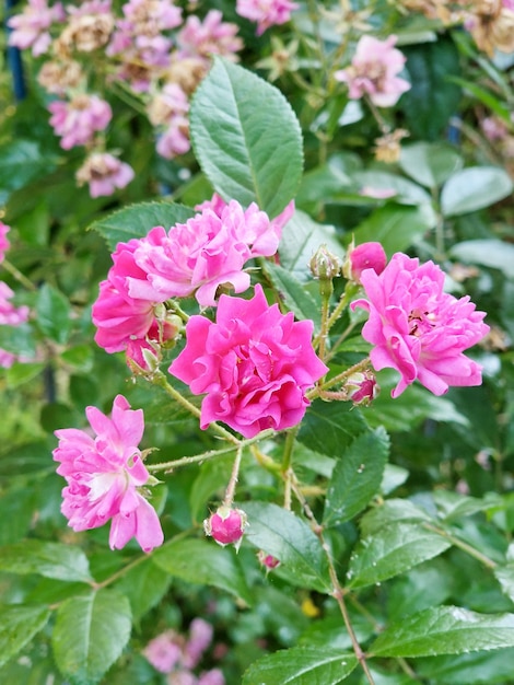 Type of spontaneous wild rose from the rugose