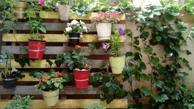 Types of plants in multicolored buckets attached to the wooden pieces on the wall