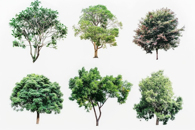 Photo types of trees showcasing unique forms and foliage closeup