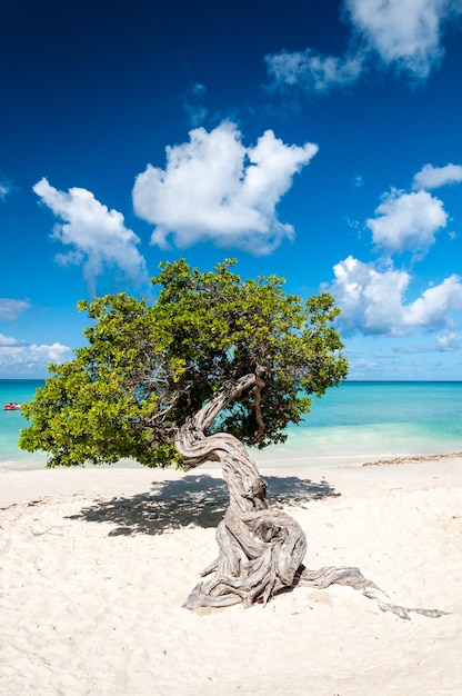 Photo typical fofoti tree at eagle beach in aruba netherland antilles