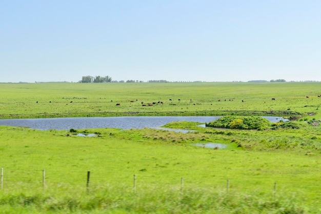 Typical landscape through the Uruguayan prairies