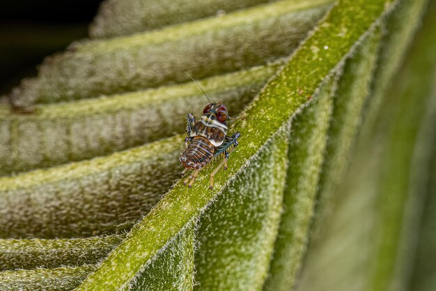 Typical Leafhopper Nymph