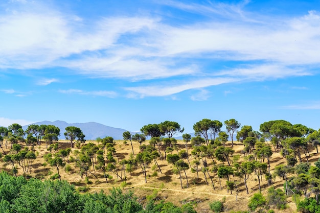 Typical Mediterranean landscape with tall pine trees in the hills of the mountains and blue sky with clouds Spain