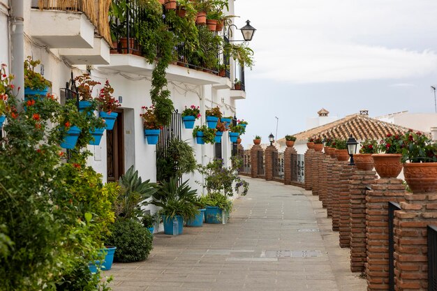 Photo typical potted plants on mijas village