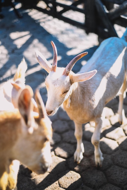 Typical South American goats on a farm