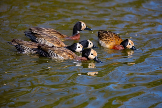 Photo typical south american wild duck known as irere or whitefaced duck in fine details dendrocygna