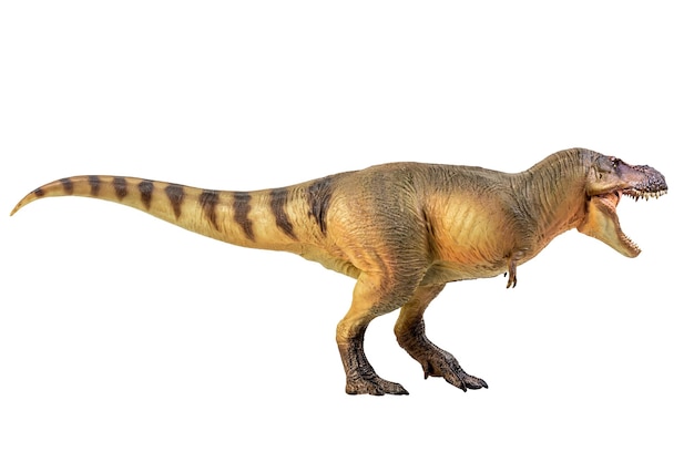 Tyrannosaurus Rex Dinosaur on white isolate background Clipping path