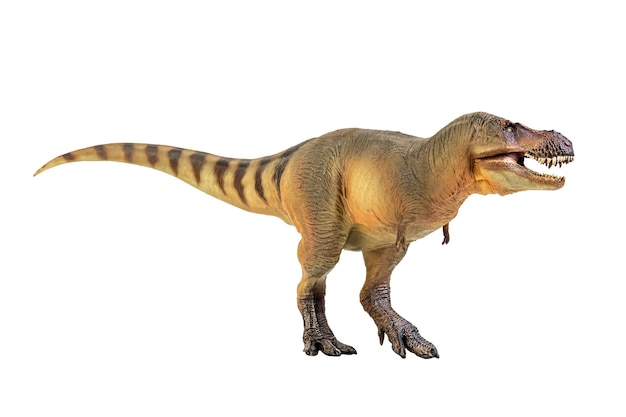 Tyrannosaurus Rex Dinosaur on white isolate background Clipping path