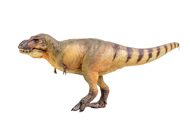 Tyrannosaurus Rex Dinosaur on white isolate background Clipping path