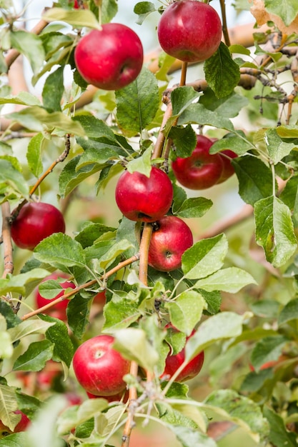 U-pick apple farm on one day in Autumn.