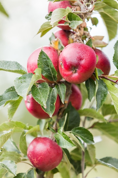 U-pick apple farm on one day in Autumn.