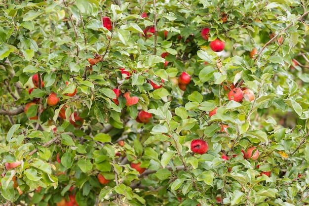 U-pick apple farm on one day in Autumn.