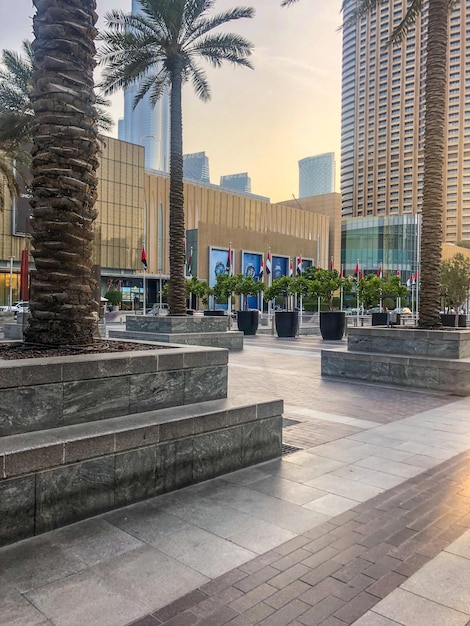 UAE Dubai Landscapes city buildingsA palm tree is in a plaza with a building in the background