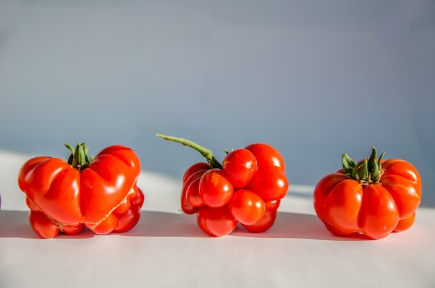 Ugly tomatoes variety voyage on white background with copy space