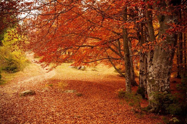 Ukraine Beautiful sunny autumn landscape with fallen dry red leaves forest and yellow trees Lovely colorful sunbeams through tree branches Shypit National Park Carpathians Pylypets