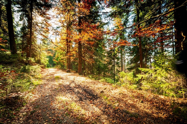 Ukraine The picturesque trees are dressed up in beautiful colors The sun39s rays breaking through the autumn multicolored leaf paint everything with magical light Carpathian autumn forest