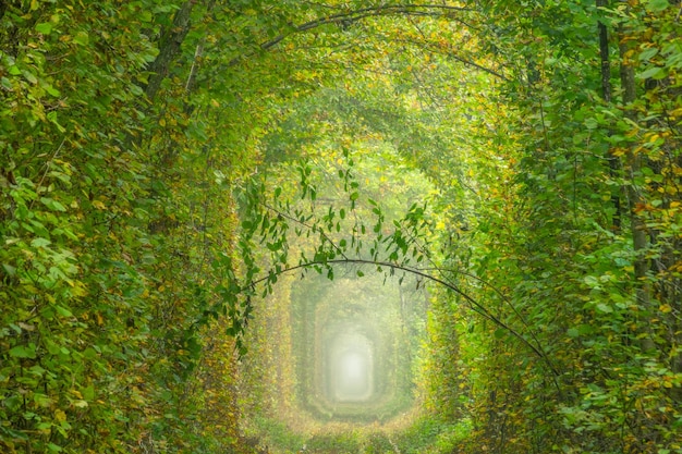 Ukraine Summer Tunnel of Love