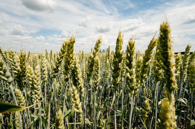 The Ukrainian Agro Cultural Field with wheat is still unripe green wheat in the field