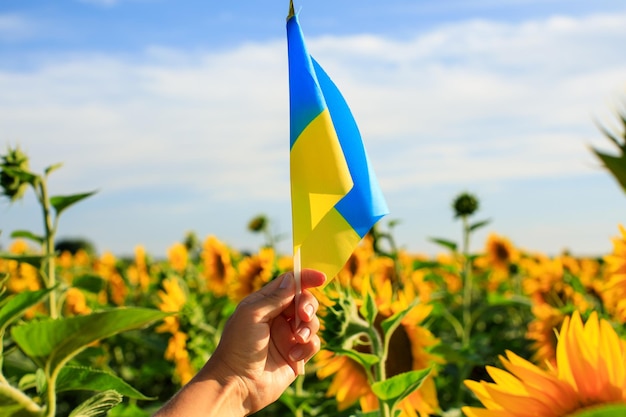 Ukrainian flag in the hands of a woman against the background of a field with sunflowers