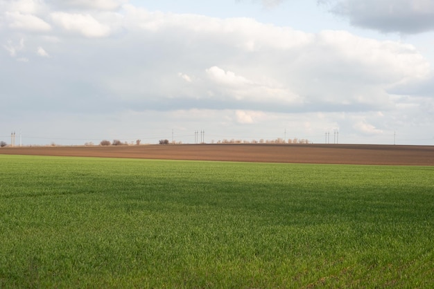 Ukrainian landscape of a green field in spring against a cloudy sky