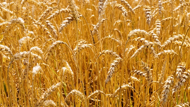 Ukrainian rising ripe wheat field